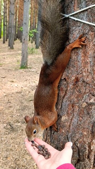 Щелкаем орешки🥰 #милота #squirrel #белка смотреть онлайн