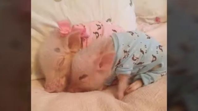 Милые Поросята смотреть онлайн