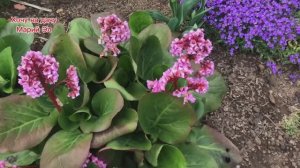 Что цветёт в начале мая . Обзор на 11.05.25г.