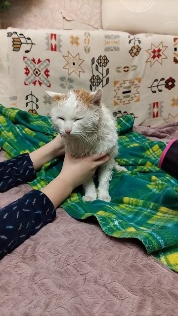 Кот и фен. Сушим после мытья. смотреть онлайн