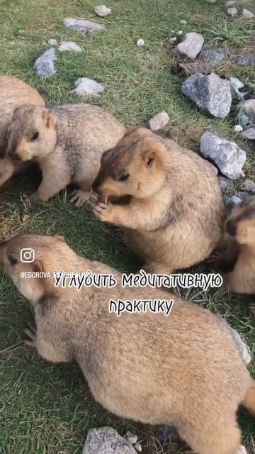 Полетели в Тибет? Подробности в комментарии. Подпишись @egorovatatyana #tibet #тибет