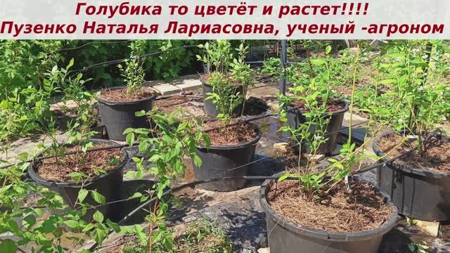 Голубика- рост и развитие после пересадки отличное! Цветет моя голубика, все хорошо! смотреть онлайн