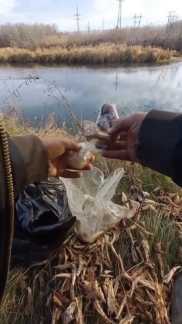 Веселая рыбалка получилась :))) #рыбалка #рыбак #рыбалка смотреть онлайн