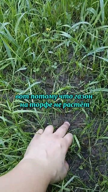 Газон на торфяном участке.#газон #сад #дача #огород #лан смотреть онлайн