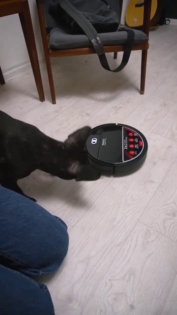 Реакция собаки на робот-пылесос смотреть онлайн