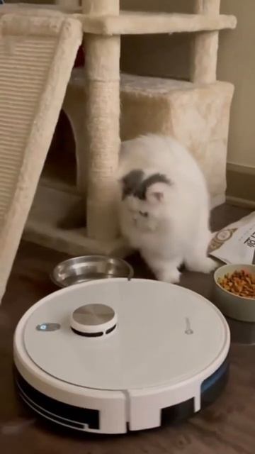 Neatsvor S600 может не только убирать, но и играть с кошками # смотреть онлайн