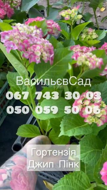 Одна з ваших фаворитів - крупнолиста гортензія Джип Пі