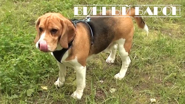 ДИКИЙ СЕВЕР | ТИЗЕР смотреть онлайн