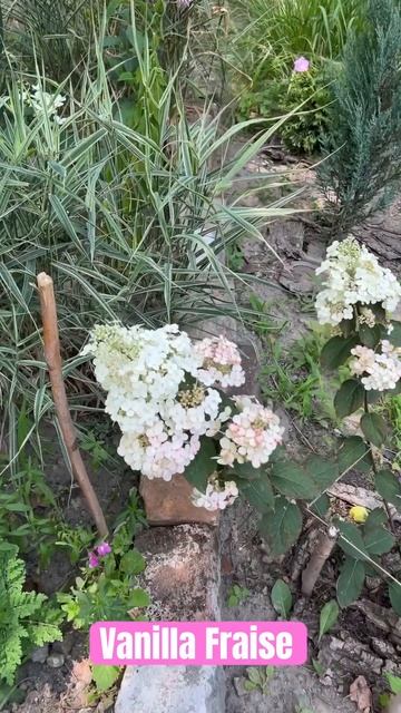 Гортензия метельчатая Ванилла Фрайз / Vanilla Fraise #vanillafraise
