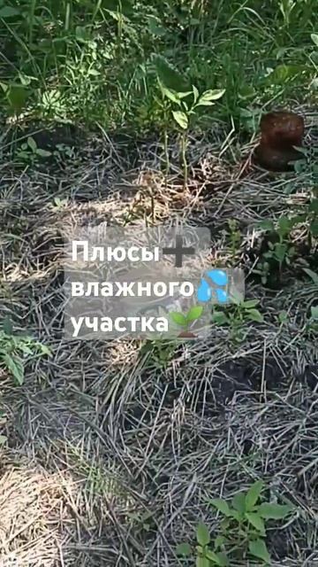 Влажный участок - плюсы есть! #деревнястайл #купилидом смотреть онлайн
