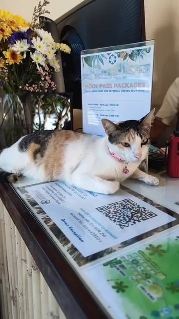 У кого есть в штате мурчащие сотрудники, делитесь фото смотреть онлайн