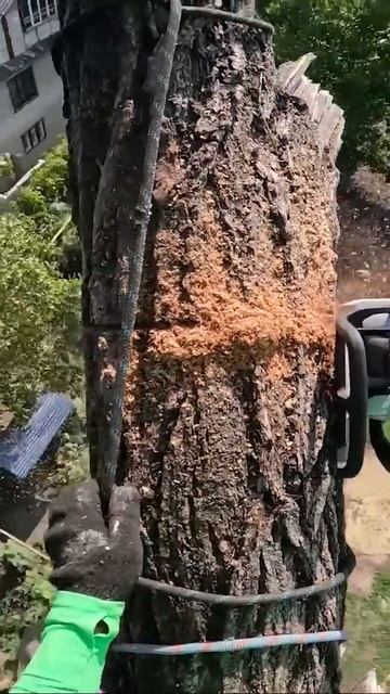 14 декабря 2024 г. смотреть онлайн