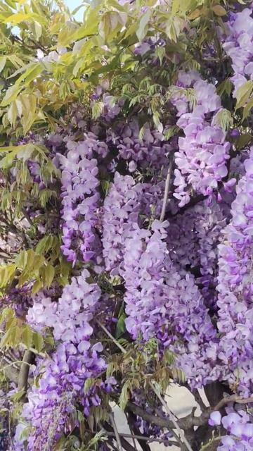 #nature #relaxing глициния Wisteria