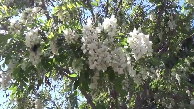 видео зарисовка: "Белая акация в цвету" смотреть онлайн
