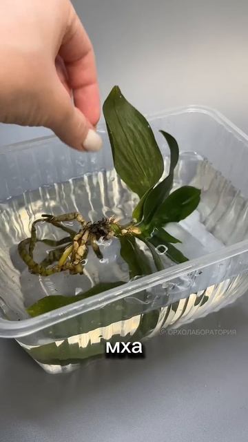 СПАСАЮ ОРХИДЕИ из ПЛОХОГО МХА