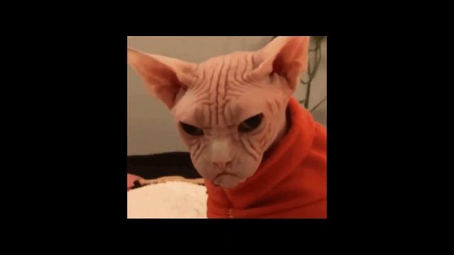 Что ели монголы, чтобы пройти тысячи километров смотреть онлайн