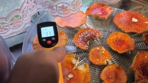 При какой температуре сушить красный мухомор?
