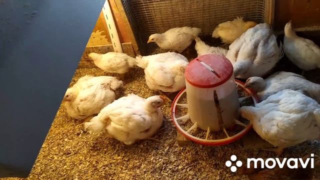 Вес бройлеров в 1месяц🐔🐥