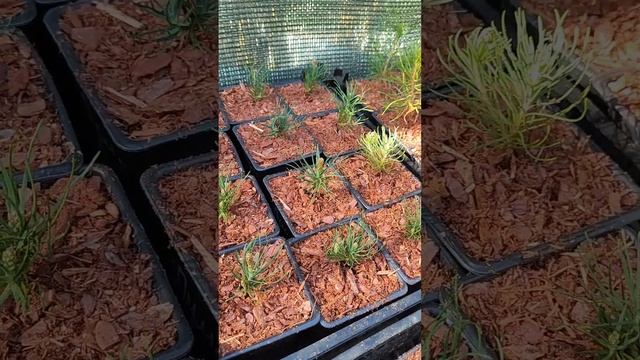 сравнение с мульчой и без мульчи! #сосна #туи #соснагор?