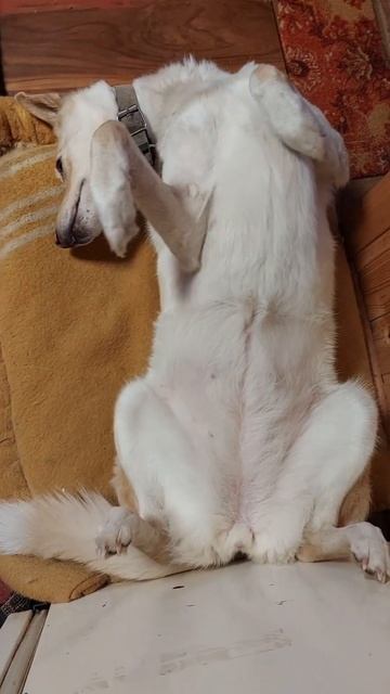 А ей по фен-шую!! 👍#собака#лентяйка#shortsvideo#феншуй🤣 смотреть онлайн