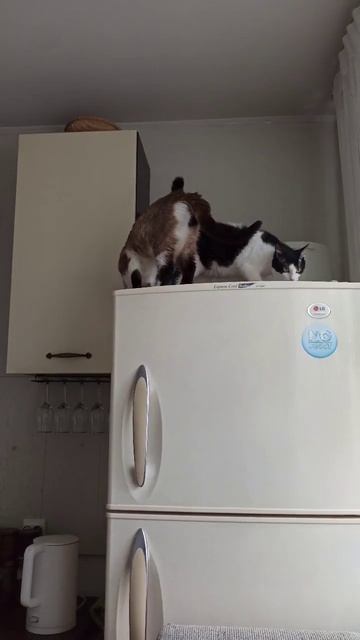 Когда рядом оставили стул, ну как, не запрыгнуть на хол смотреть онлайн