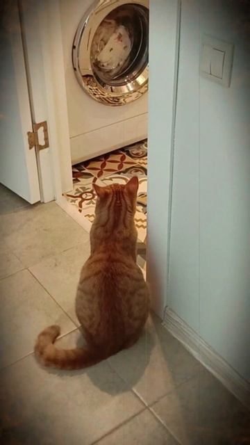 Ужас Ужас. КоШмарная стирка. Серия 2 Кот Феня, он же Фен? смотреть онлайн