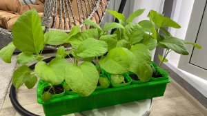 Чем я подкармливаю рассаду, чтобы она была крепкая и здоровая.