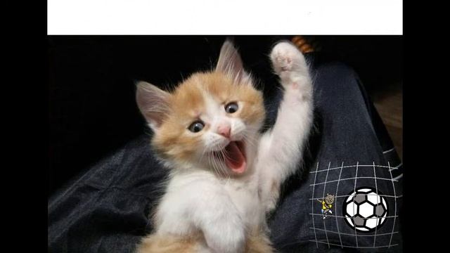 Смотреть очень смешные кошки видео 2019 - Смешное видео МатроскинТВ смотреть онлайн