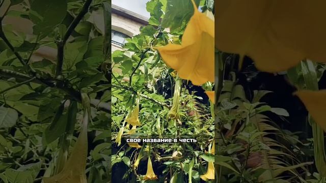 Бругмансия смотреть онлайн