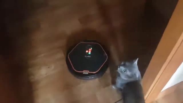 Робот пылесос ругается на кота угарно