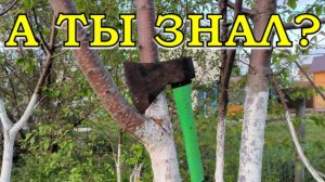 ЧТО ДЕЛАТЬ, если деревья НЕ плодоносят?! Это нужно СЕЙЧАС🔥🔥🔥