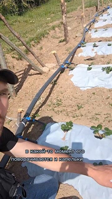 ❓ Сколько стоит выращивать клубнику #кыргызстан смотреть онлайн