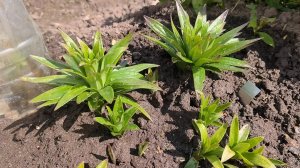 Лилии затмят цветением, если провести эти 3 процедуры весной после появления всходов!