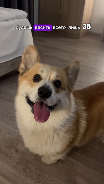 Корги и вес !!! #corgifun #собака #корж #corgisftw #pets #corgilove #corgi #пр смотреть онлайн