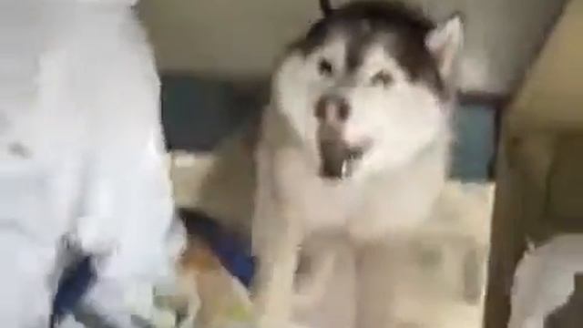 Хаски сушат после купания феном смотреть онлайн