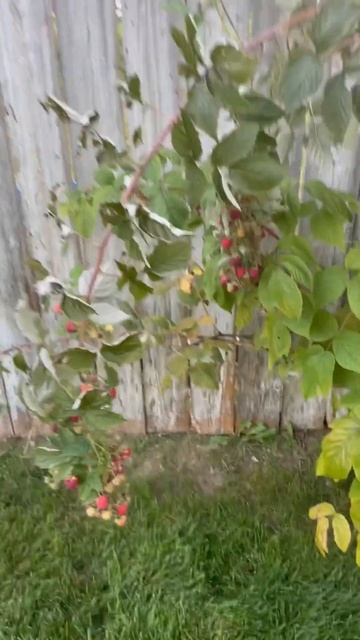 19 сентября.. до сих пор едим малину. смотреть онлайн