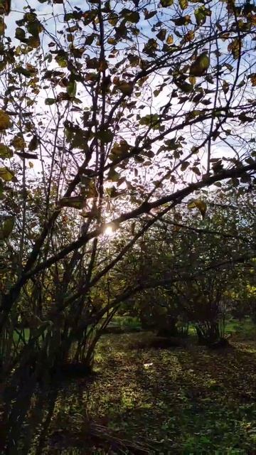 К закату солнца через орешник...#орешник #закат #природ? смотреть онлайн