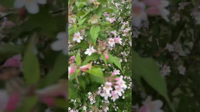 Кусты Декоративные цветущие кустарники в городе #цвет смотреть онлайн