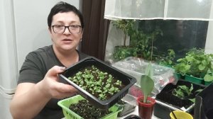 Ювелирные весы для взвешивания удобрений