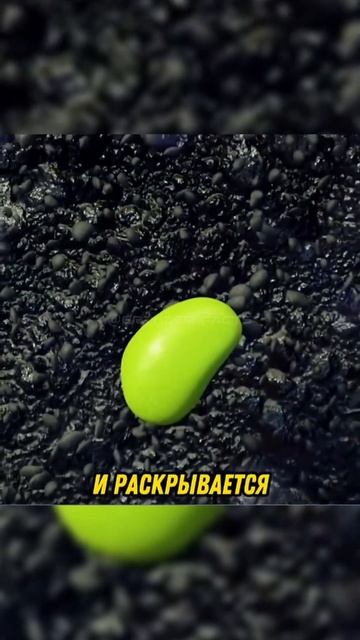 Как растёт семя смотреть онлайн