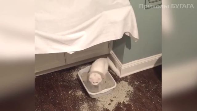 Приколы с кошками 2016 лучшие. Приколы про котов!