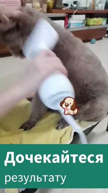 ФЕН-ЩІТКА 2 в 1 для тварин смотреть онлайн