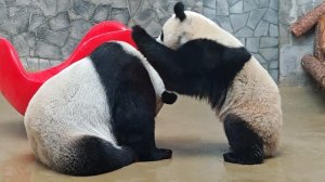 Панды Диндин и Катюша из Московского зоопарка