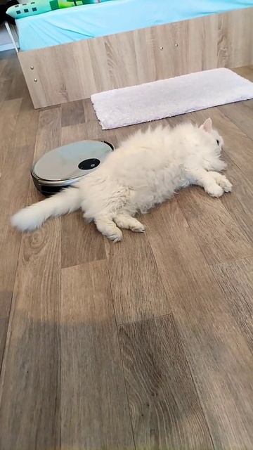 Жёсткий массаж коту Мартину от робота. смотреть онлайн