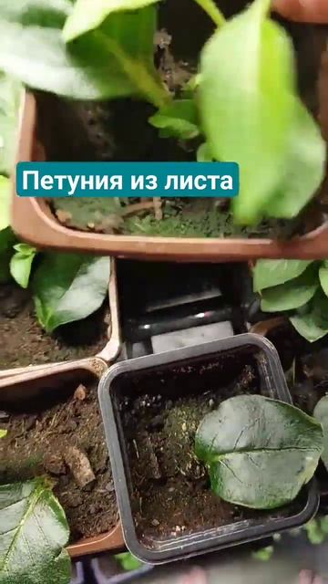 петуния из листа смотреть онлайн