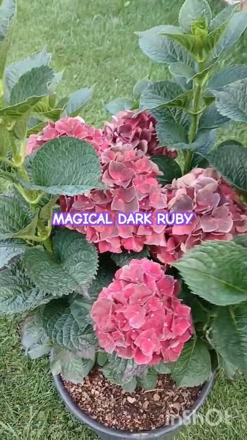 MAGICAL DARK RUBY #гортенземанка смотреть онлайн