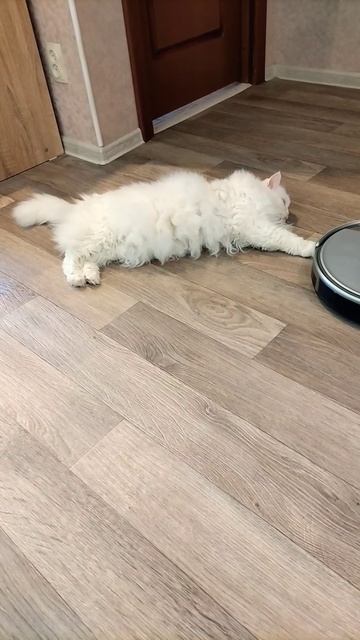 Мартин белый кот развалился, а робот пылесос трудится. смотреть онлайн