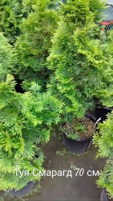 Туя Смарагд 70-80 см в продаже в Крымске