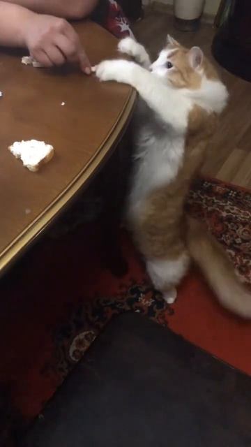 Дай все мне не надо холодильник смотреть онлайн