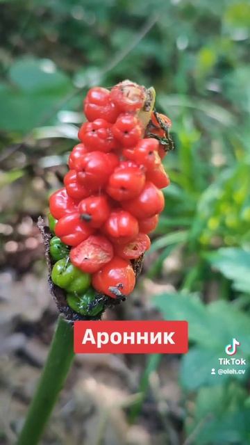 Ядовитый Аронник в лесах Германии смотреть онлайн